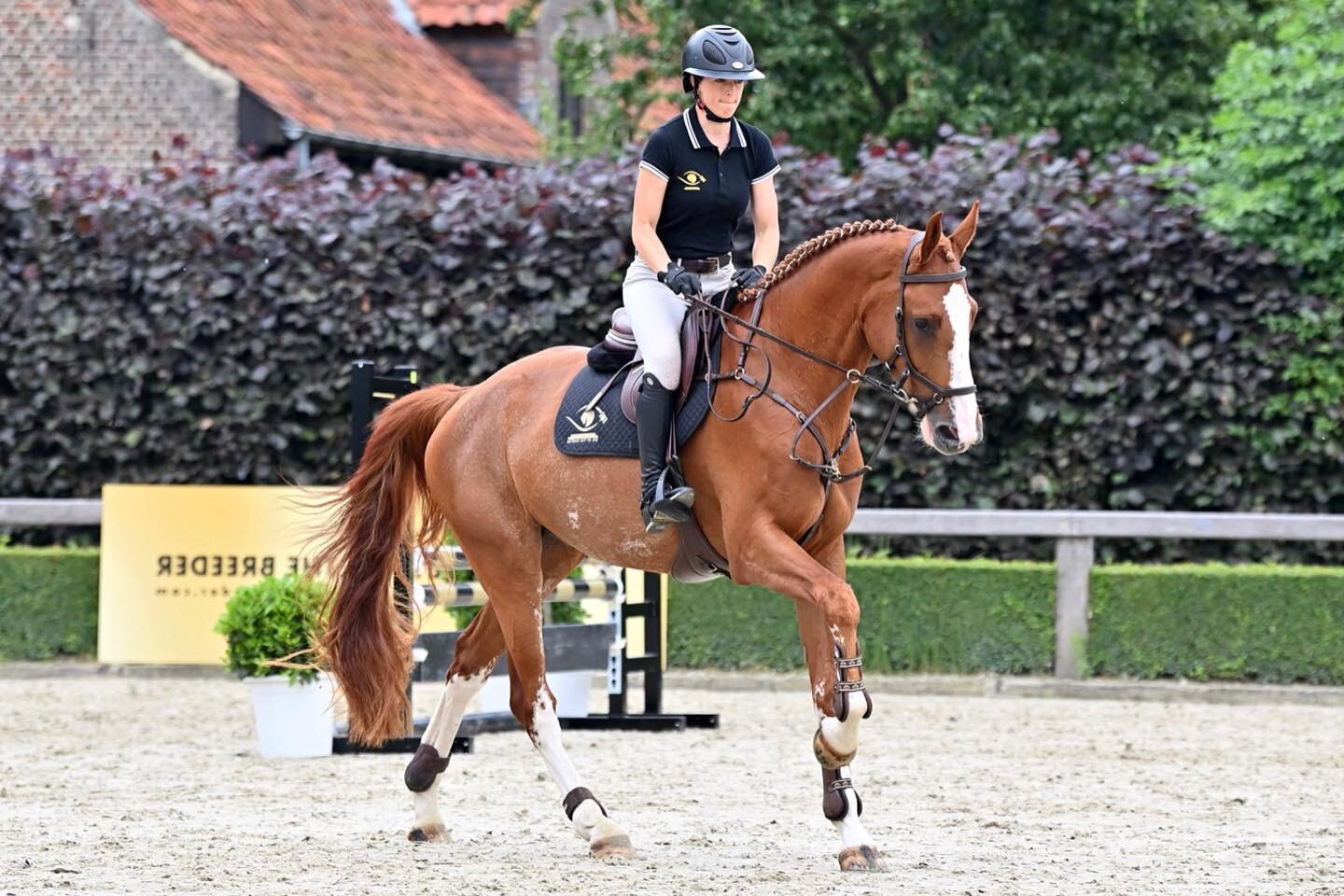 &bull; Sold! &bull; Best of luck in your new home! &bull; 
&bull;
&bull;
&bull;
&bull;
&bull;
&bull;
&bull;
&bull;
&bull;
&bull;
&bull;
&bull;
&bull;
&bull;
&bull;
&bull;
&bull;
&bull;
#horsetraining #showjumping #horsesforsale #showjumpersforsale #U