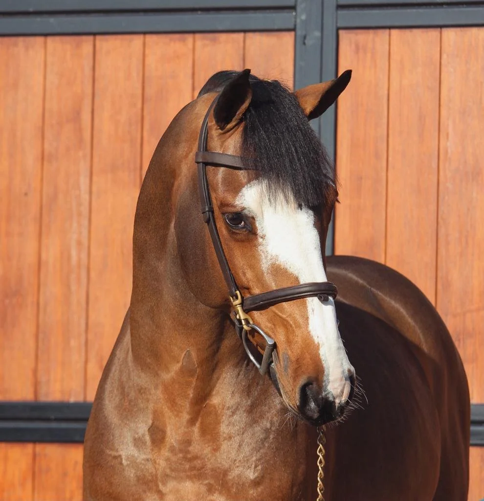 WhatsApp Image 2023-04-05 at 16.04.56 (3).jpeg