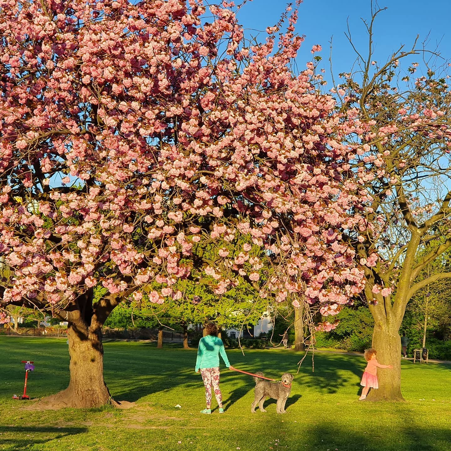 #wormholtpark # sprintime #cherryblossom #trees #spring #shepherdsbush #W12