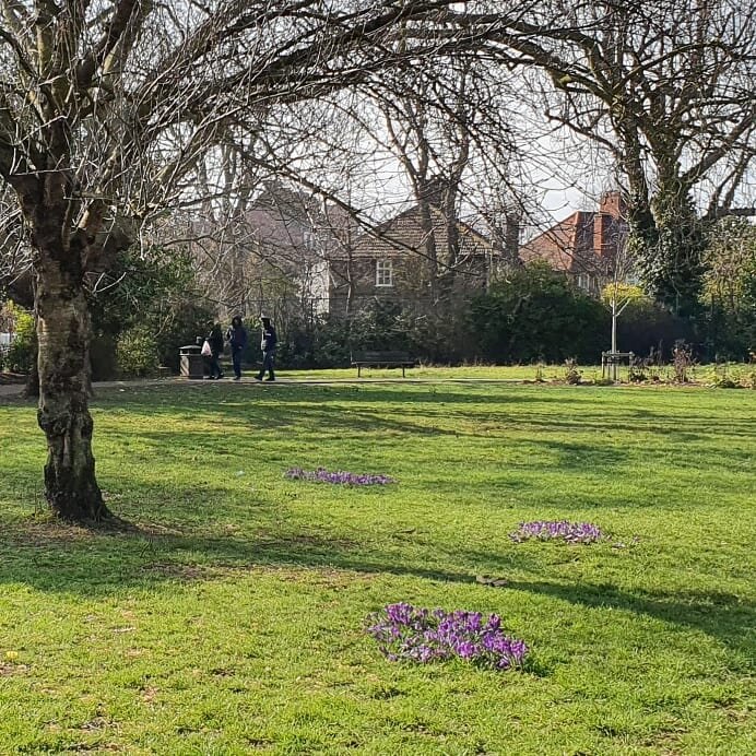 Signs of spring in #wormholtpark and surrounding streets 🌱🌤💚
#crocus
#daffodils 
#springflowers #signsofspring #springbulbs #springtime #localpark #communitygarden #whitecity #W12together #W12 #loveparks