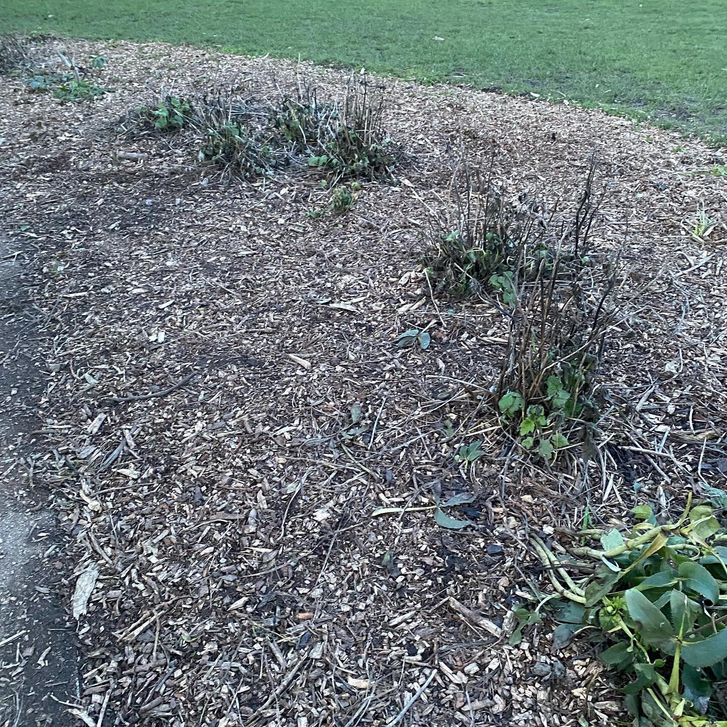 Wood-chips on the flowerbeds in Wormholt Park 😢