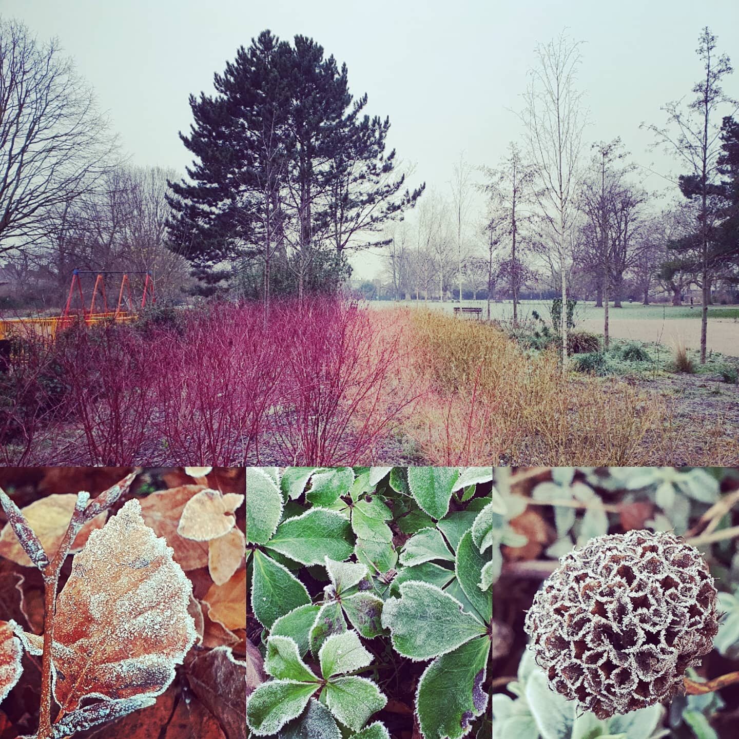 There's beauty to find even on the coldest of days in #wormholtpark 
Frozen leaves of beech and Hellebore and rainbow colours of the 3 types of Cornus (dogwood)
Happy New Year from the Friends of Wormholt Park
#winter
#happynewyear
#goodbye2020 
#lov