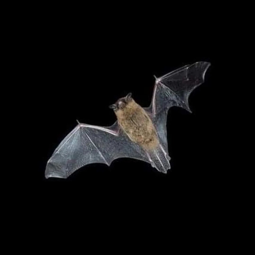 Its Love Parks Week.💚
The Friends of Wormholt Park will take you on a BAT WALK to Wormwood Scrubs and back this Friday 23 July
🦇🦇🦇
Meeting: 8.30pm (20:30) at Wormholt Park by picnic table. 
We will depart at 8.40pm to walk to Wormwood Scrubs and 