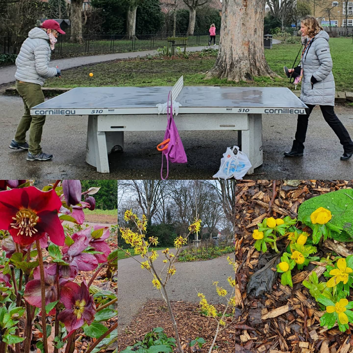 #tabletennis action in #wormholtpark 
Along with (from L-R) Helleborus orientalis, witch-hazel, winter Aconite 💛 Lost cat poster added just because 
#wintercolours
#localpark
#w12
#whitecity 
#loveparks
#londonparks 
.