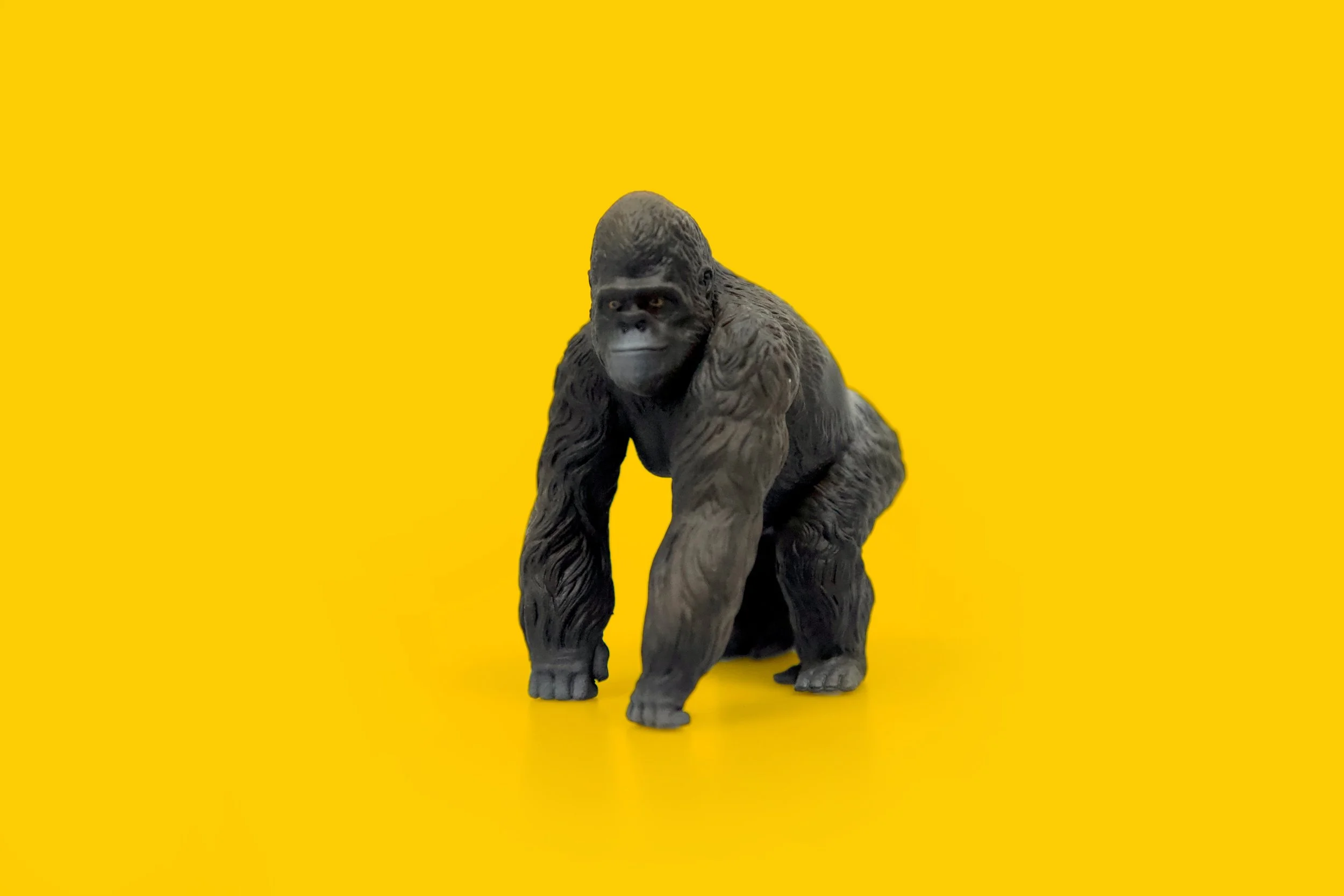 Silverback Gorilla