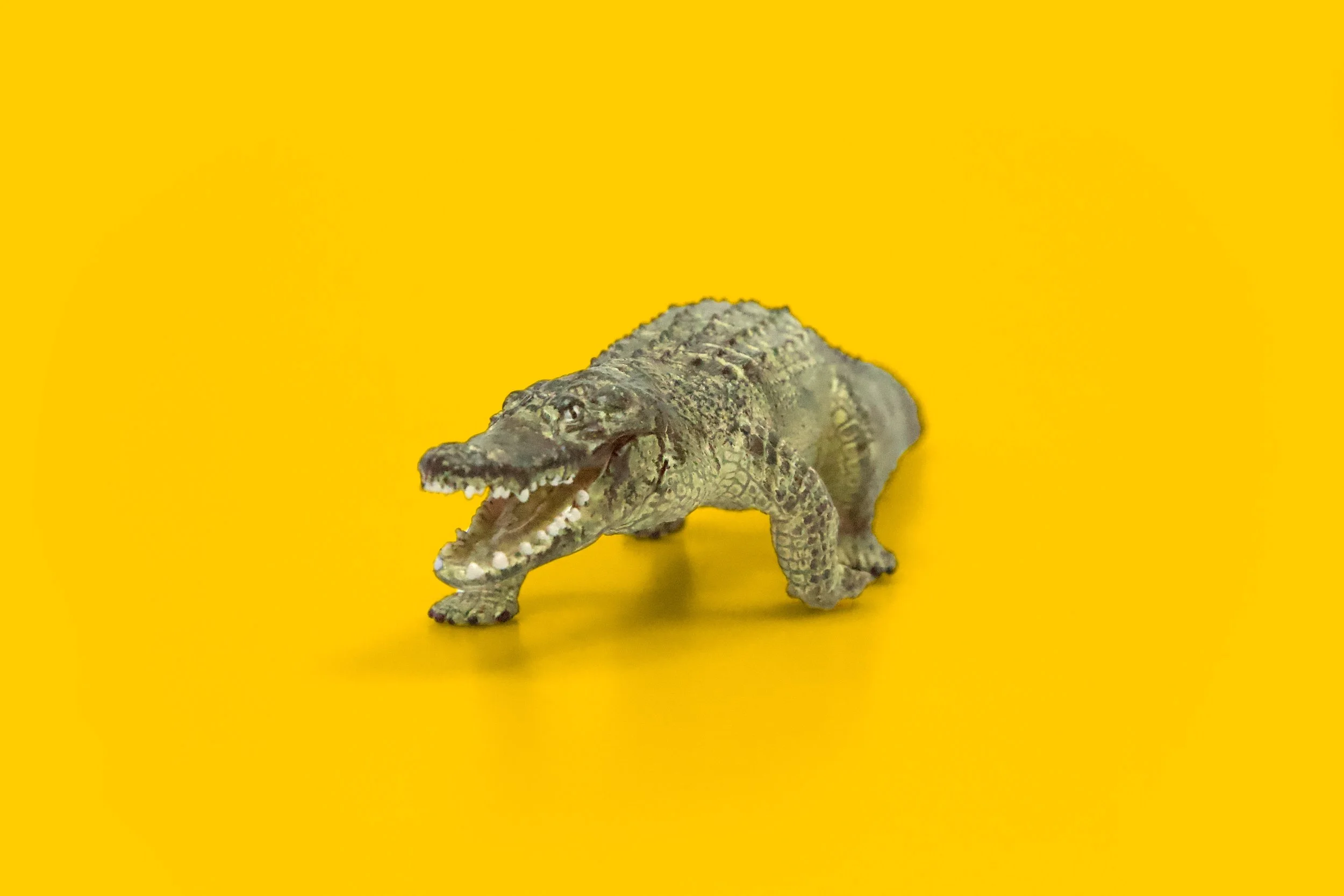 Yellow_Croco.jpg