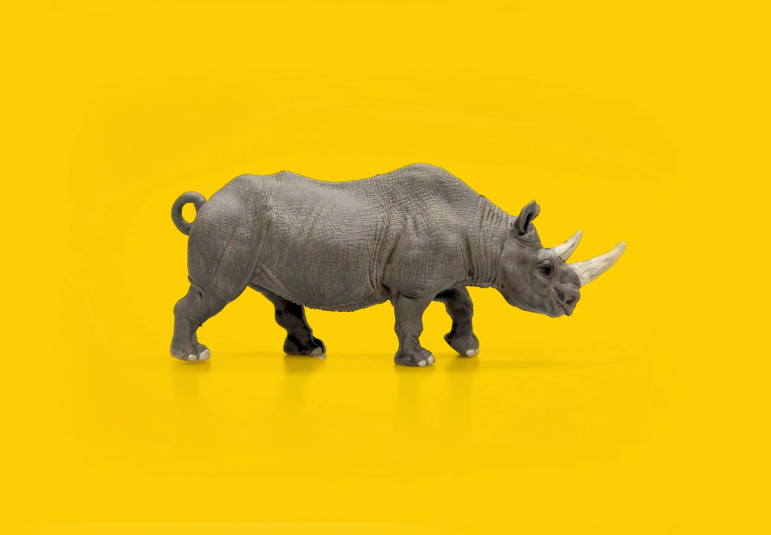 Black Rhinoceros