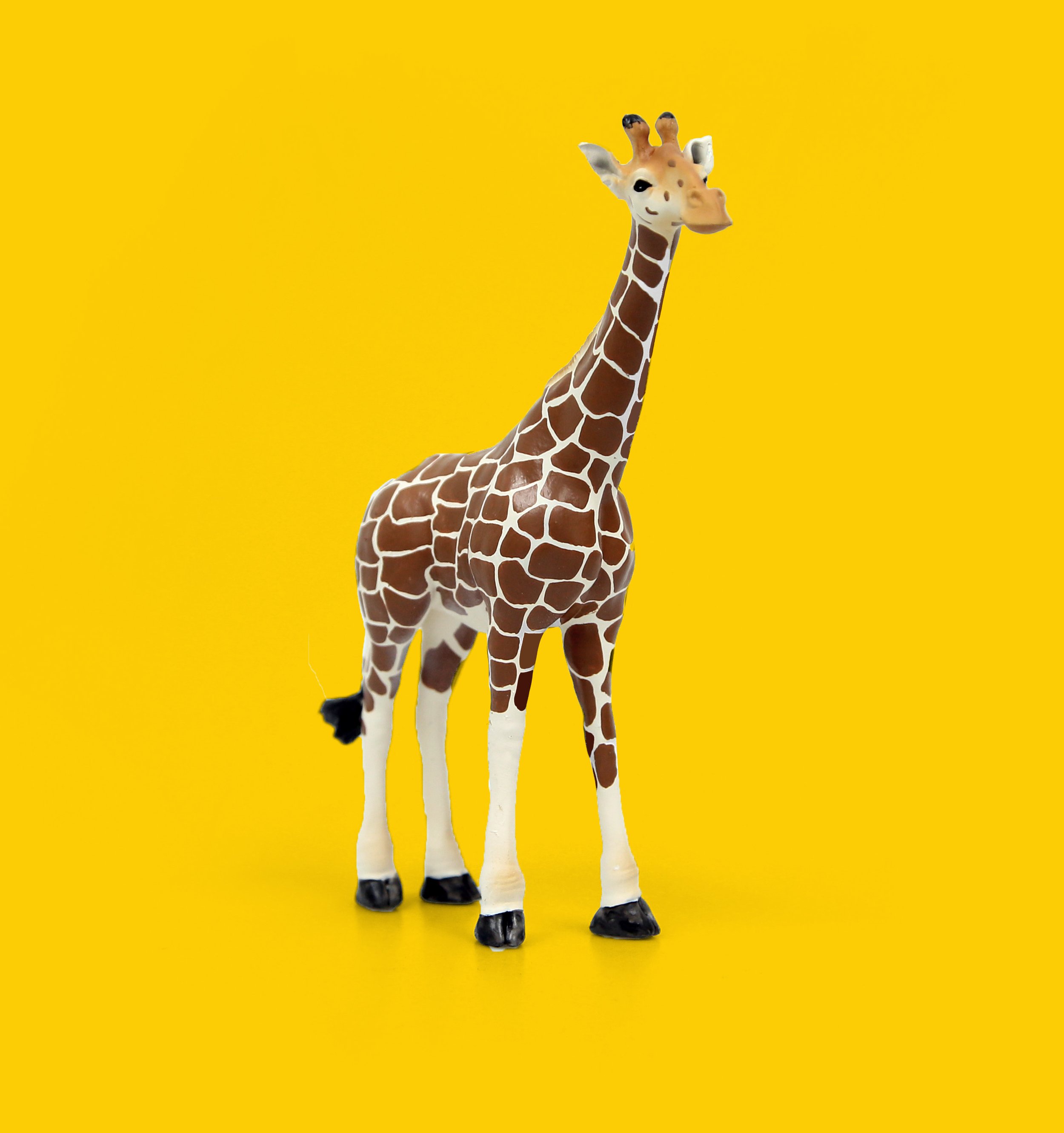 PP_Giraffe.jpg