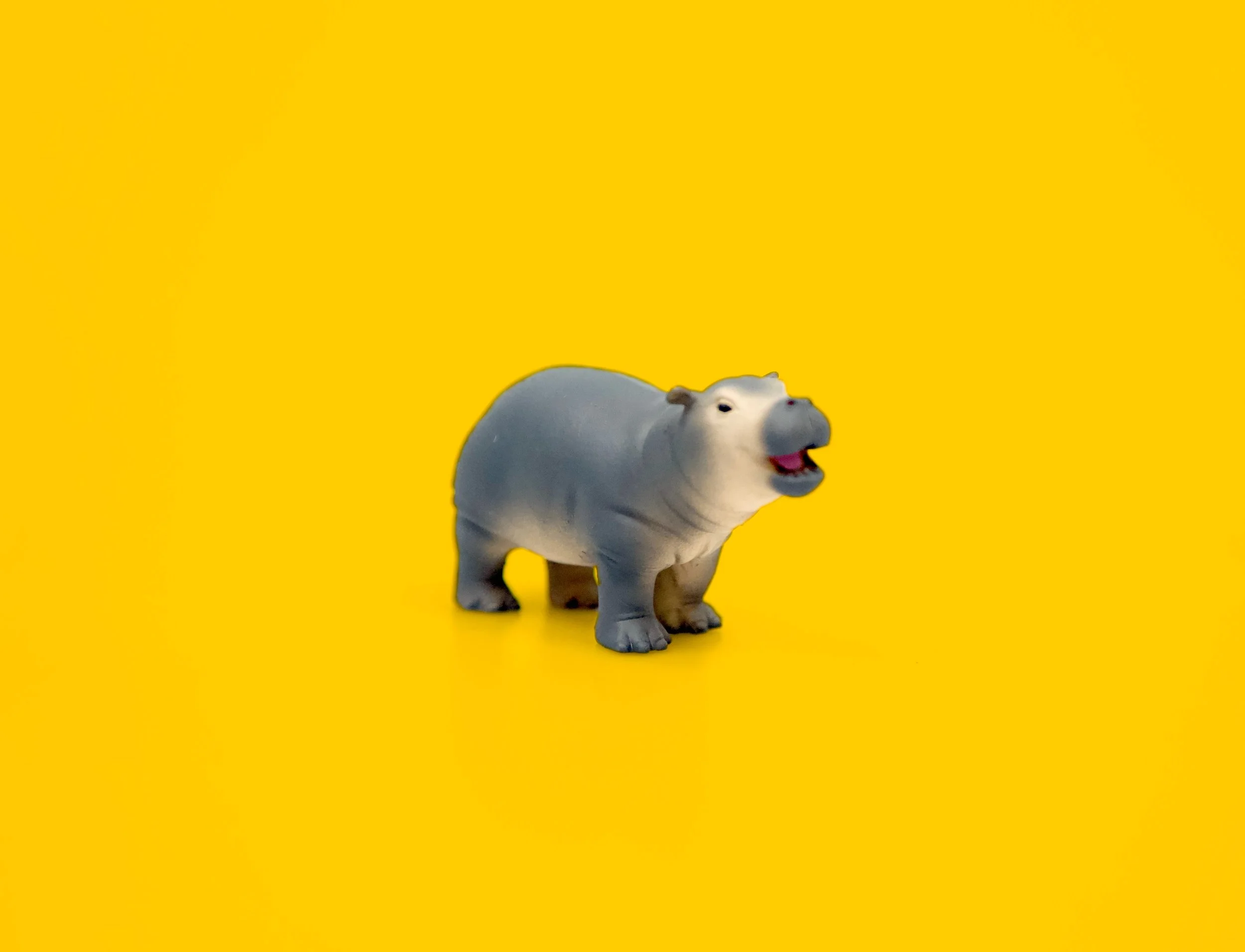 Yellow_Baby_Hippo.jpg