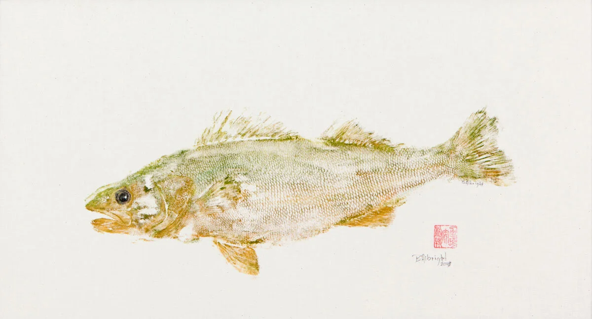 MN Walleye_6301C