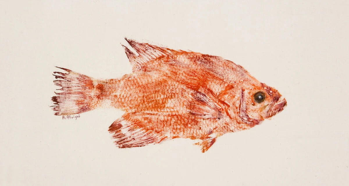 Crappie in Reds