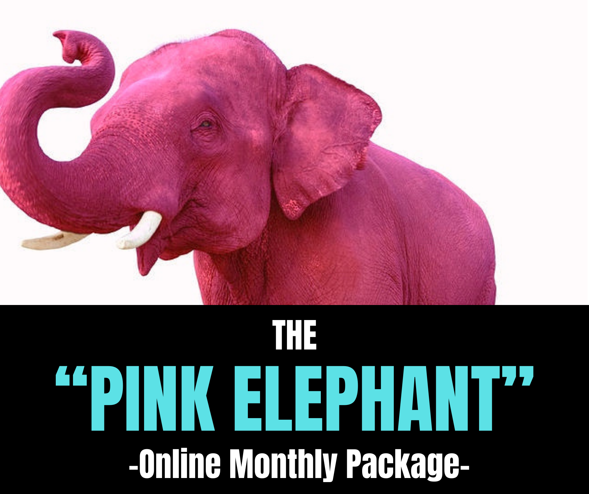 PinkElephant Flyer.PNG