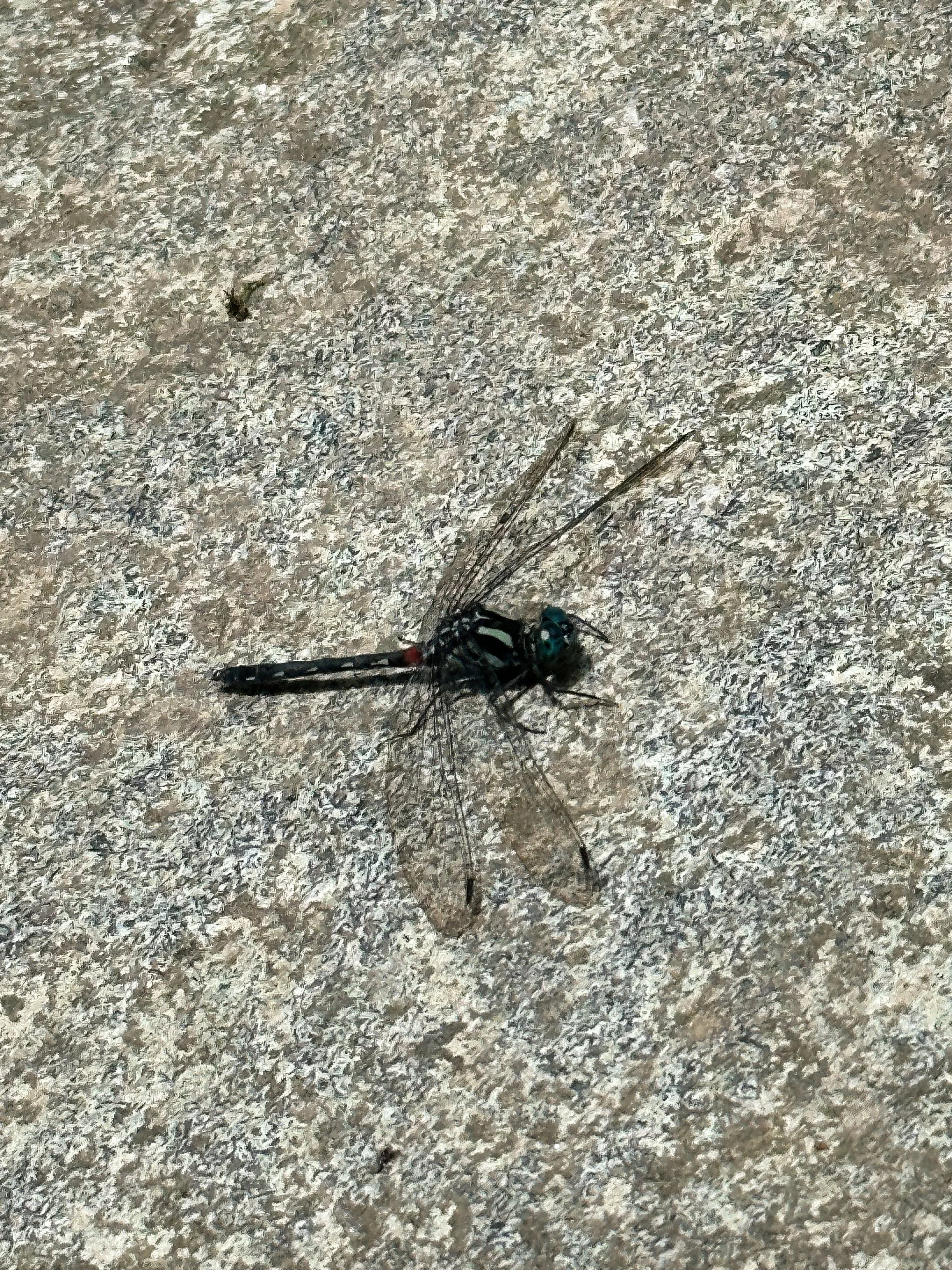 A93906F8-420B-48E3-B033-92C2734A0748.JPG