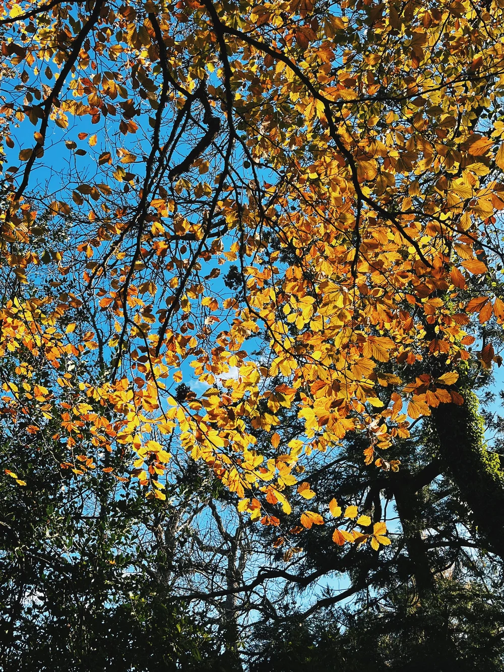 IMG_7855_VSCO.JPG