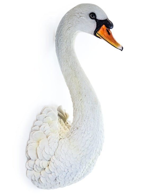 Swan.jpg