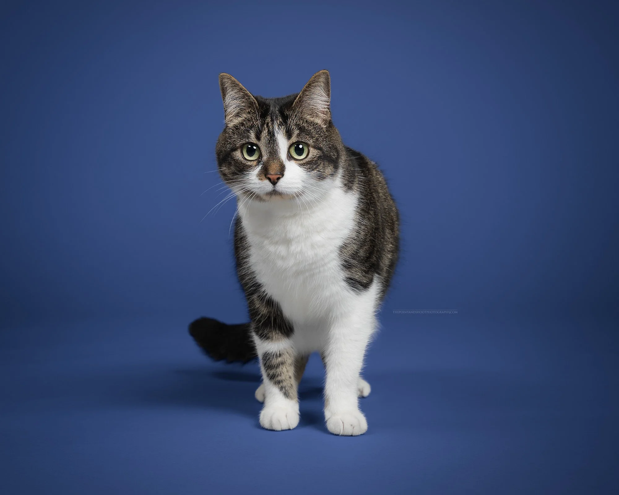 Cat Photo in Studio on Blue Backdrop.jpg