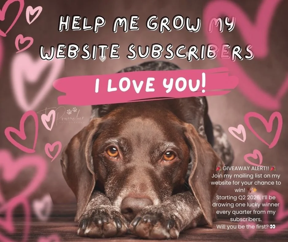 A brown dog lying down with its head resting on its paws, surrounded by pink and purple hearts. The text overlay says, 'Help me grow my website subscribers. I love you!' and includes a message about a mailing list and a giveaway alert.