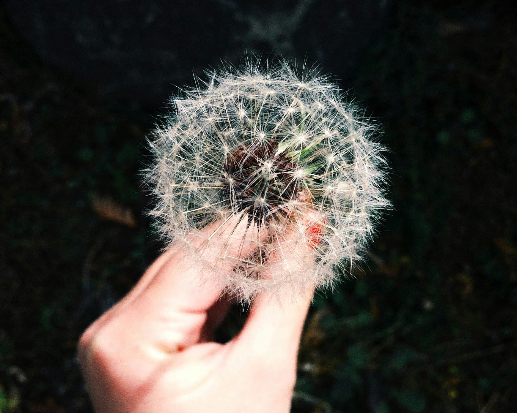 Saisonale Befindlichkeiten -mit ätherischen Ölen natürlich in den Frühling starten.