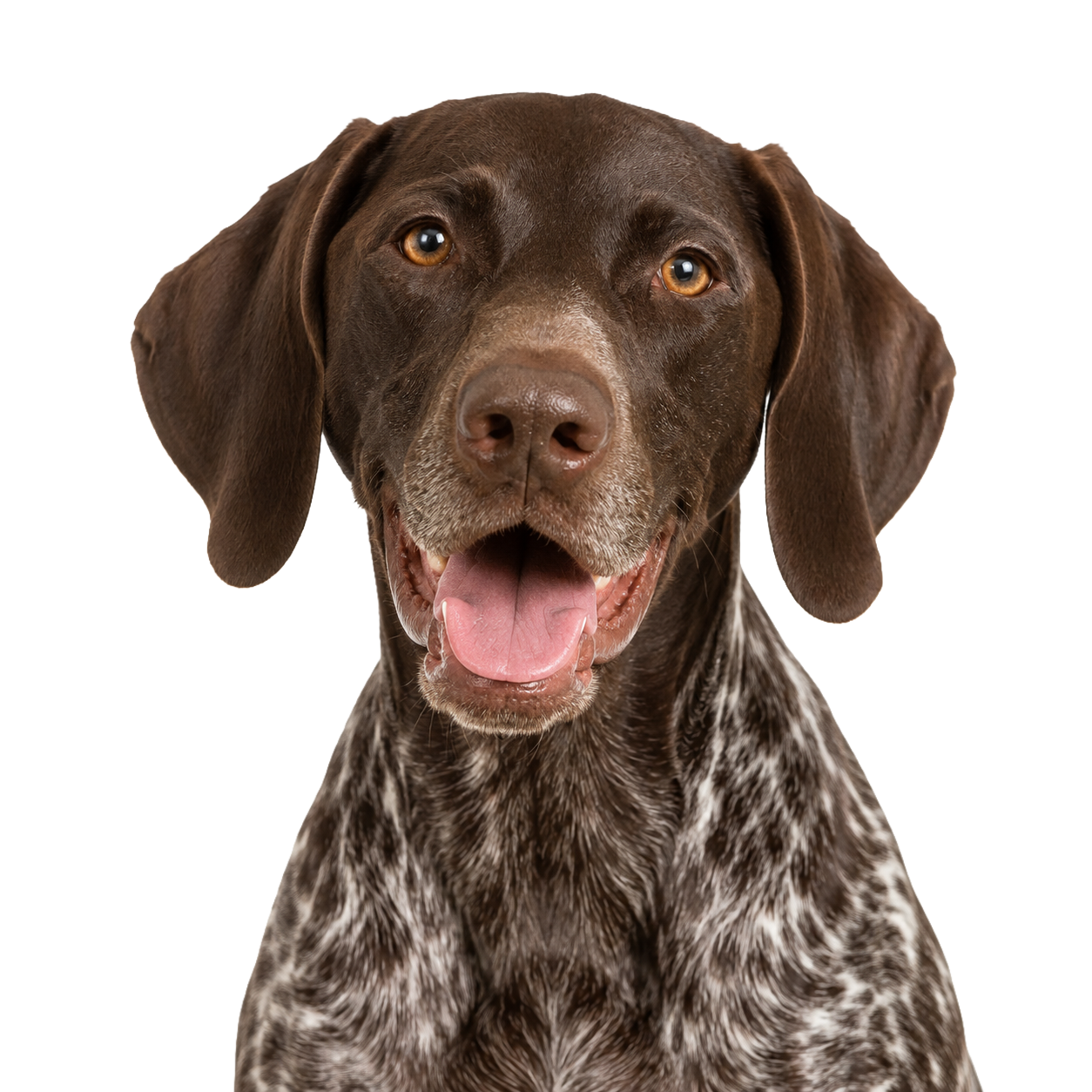 German Short Hair Head shot
