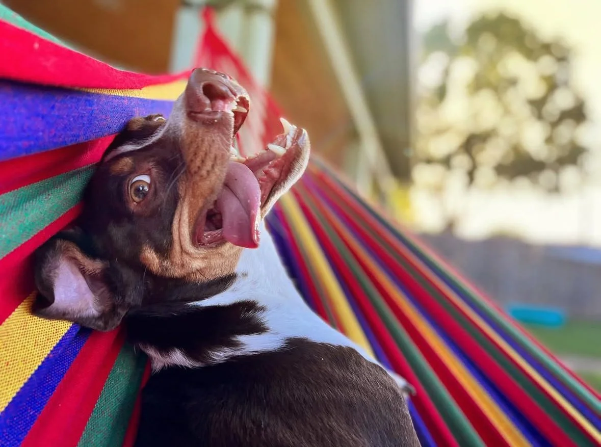 Dog lying on colorful striped hammock with mouth open, looking surprised or excited, with blurred background of trees and sky.