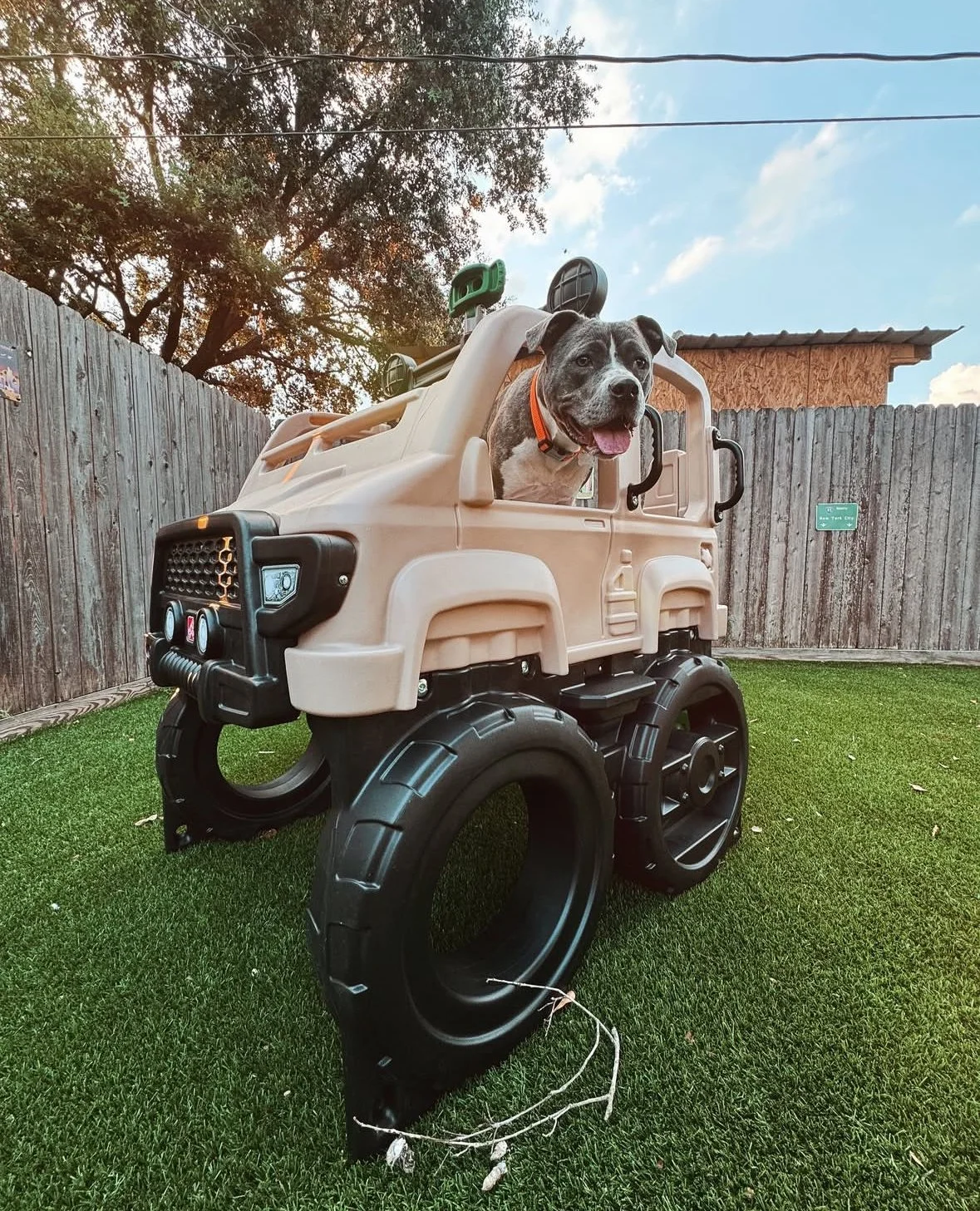 A dog with a black and white face sitting inside a beige plastic toy truck with large black wheels on a grassy backyard with a wooden fence and trees in the background.