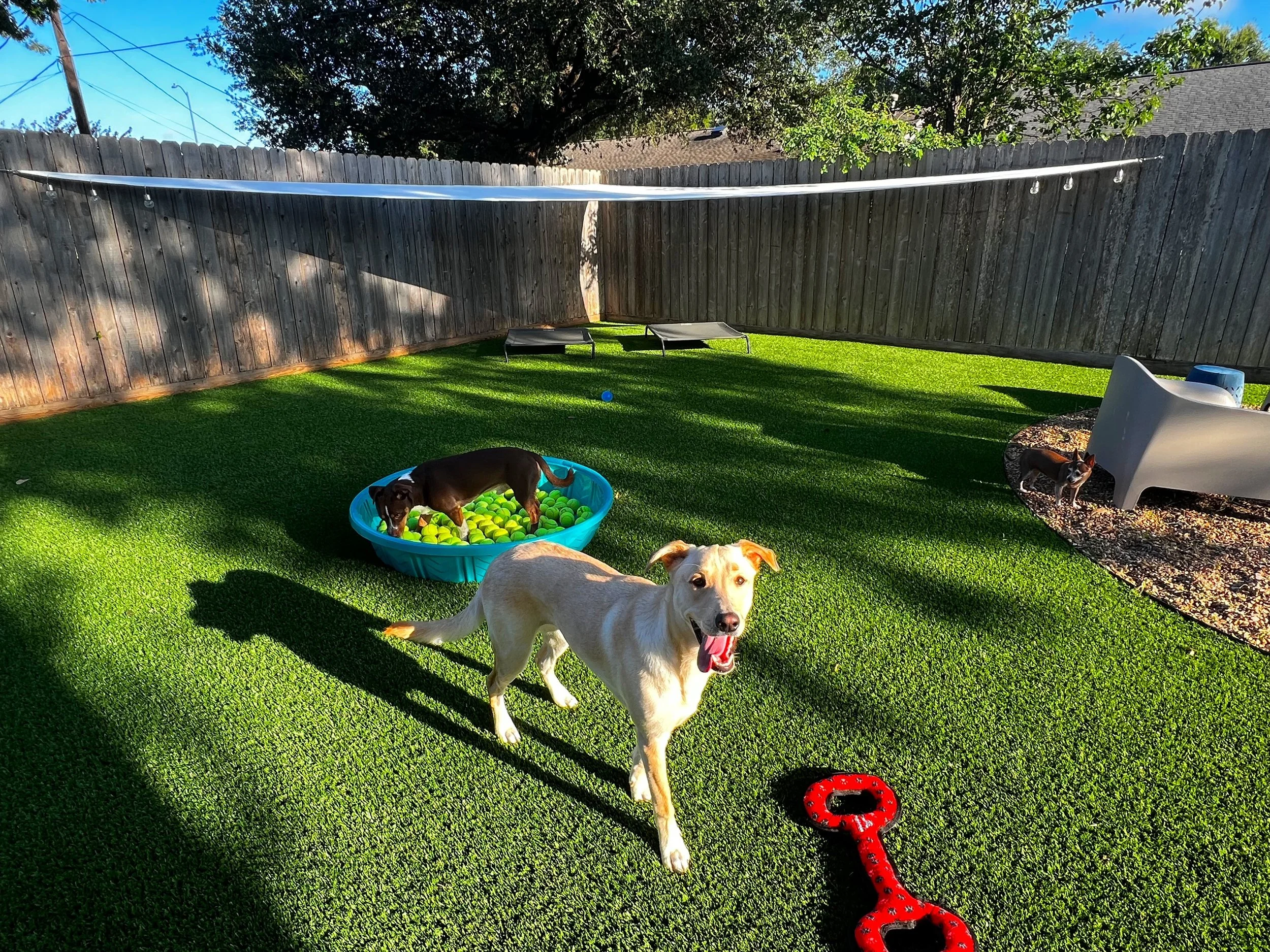 Blog 1 — Bayou City Pet Sitting