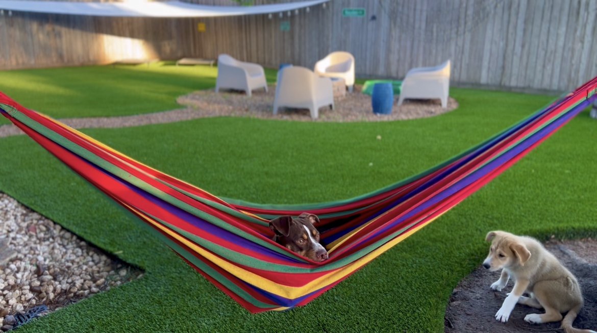 Blog 1 — Bayou City Pet Sitting