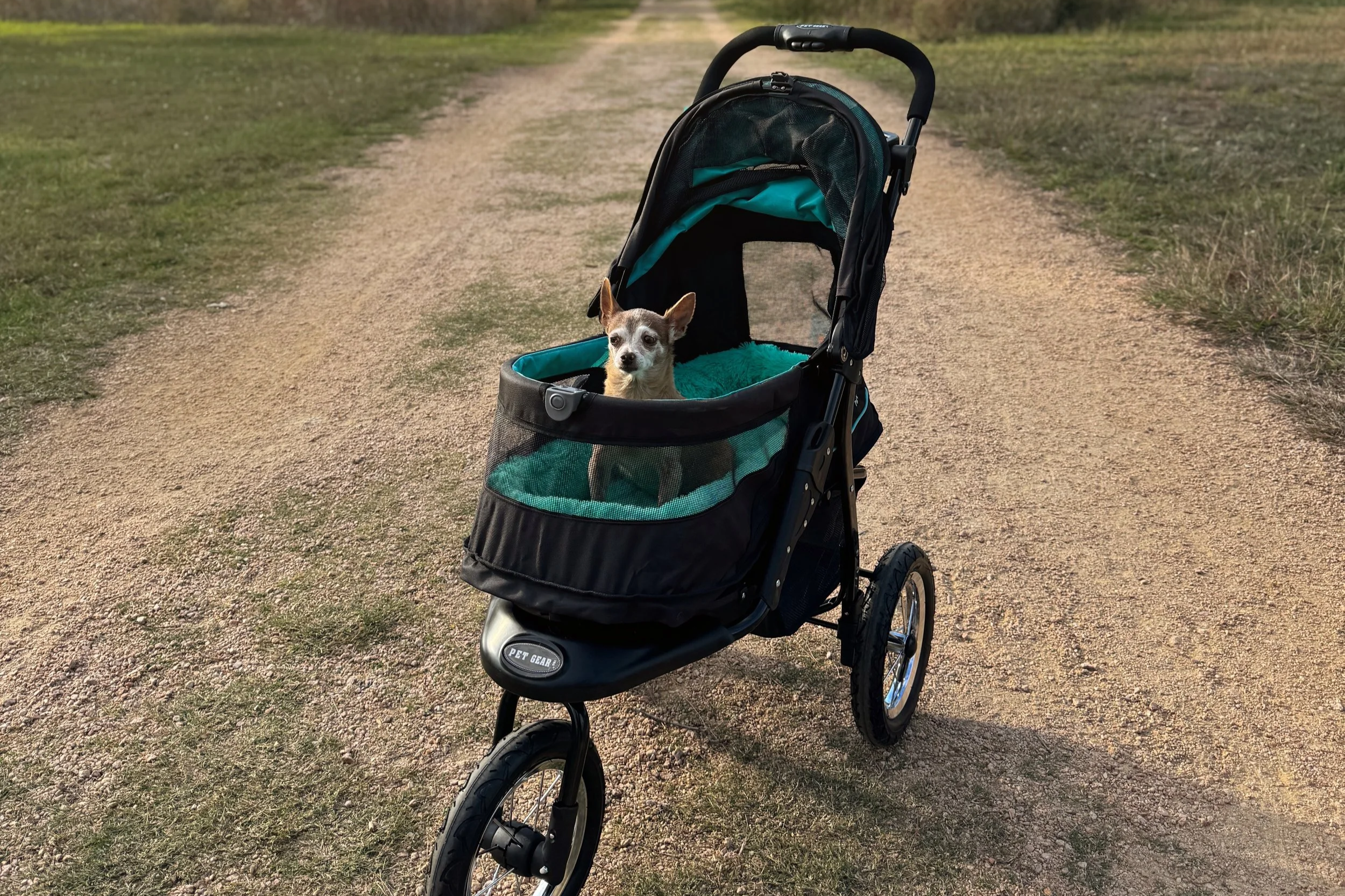 A small dog sitting in a pet stroller on a dirt path in a grassy area.