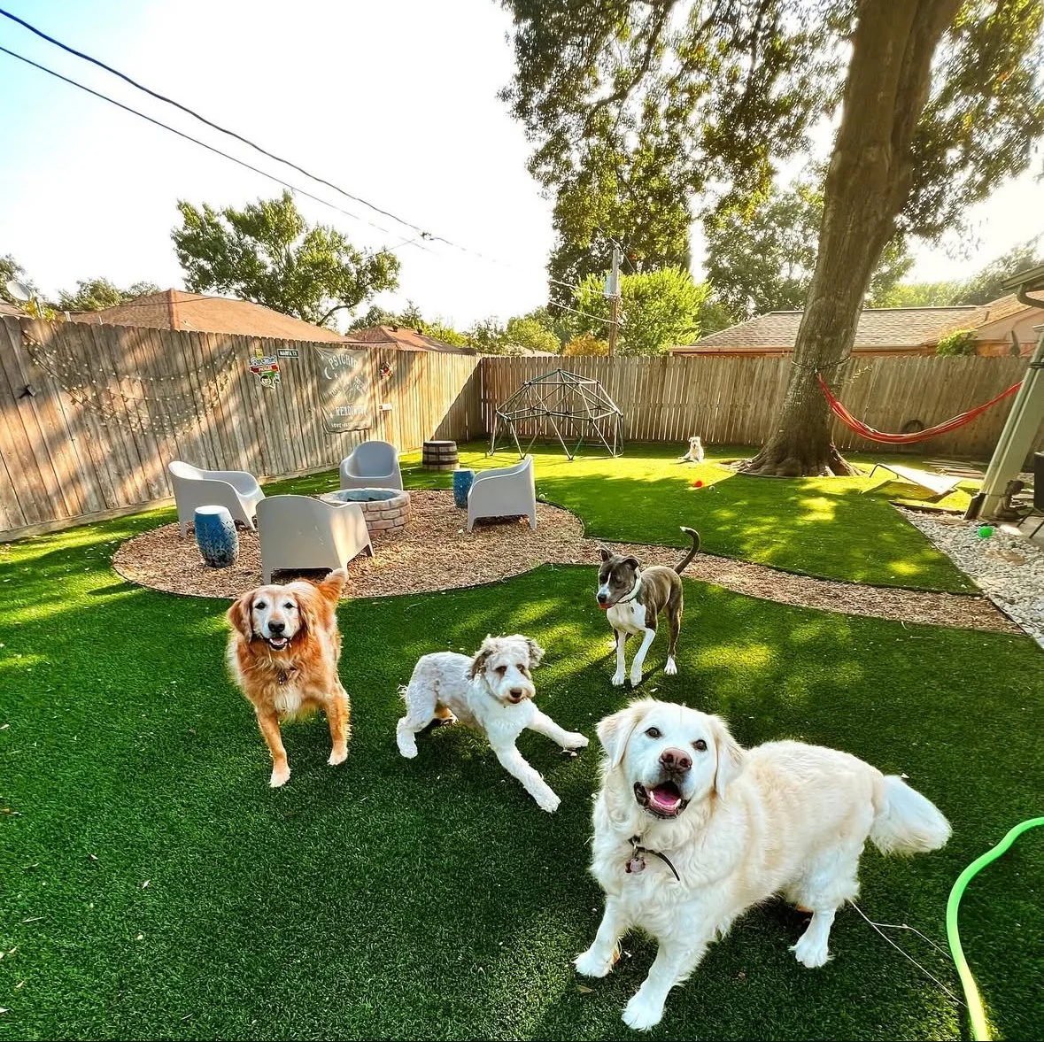 Four dogs playing in a backyard with green artificial turf, a tree with a hammock, outdoor furniture, and yard toys.