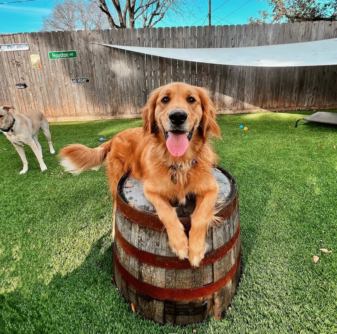 A happy golden retriever dog sitting on top of a wooden barrel in a backyard with green grass, another dog in the background, and a wooden fence with street signs.
