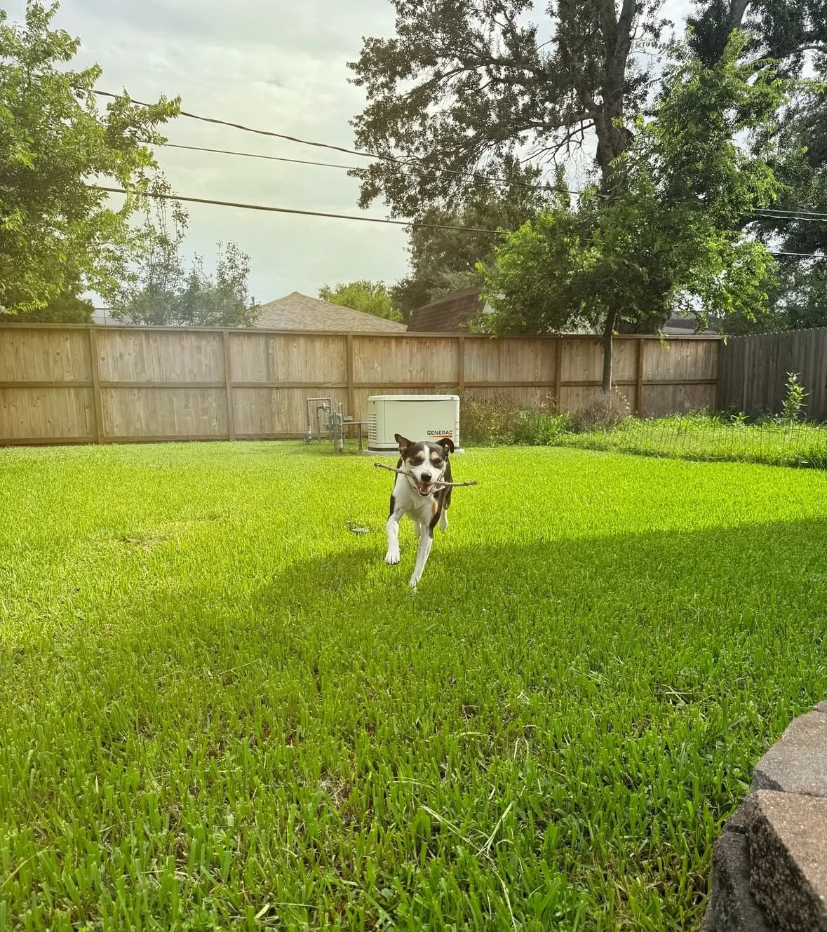 A black and white dog running across a lush green backyard while holding a stick in its mouth, with a wooden fence, trees, and a generator in the background.