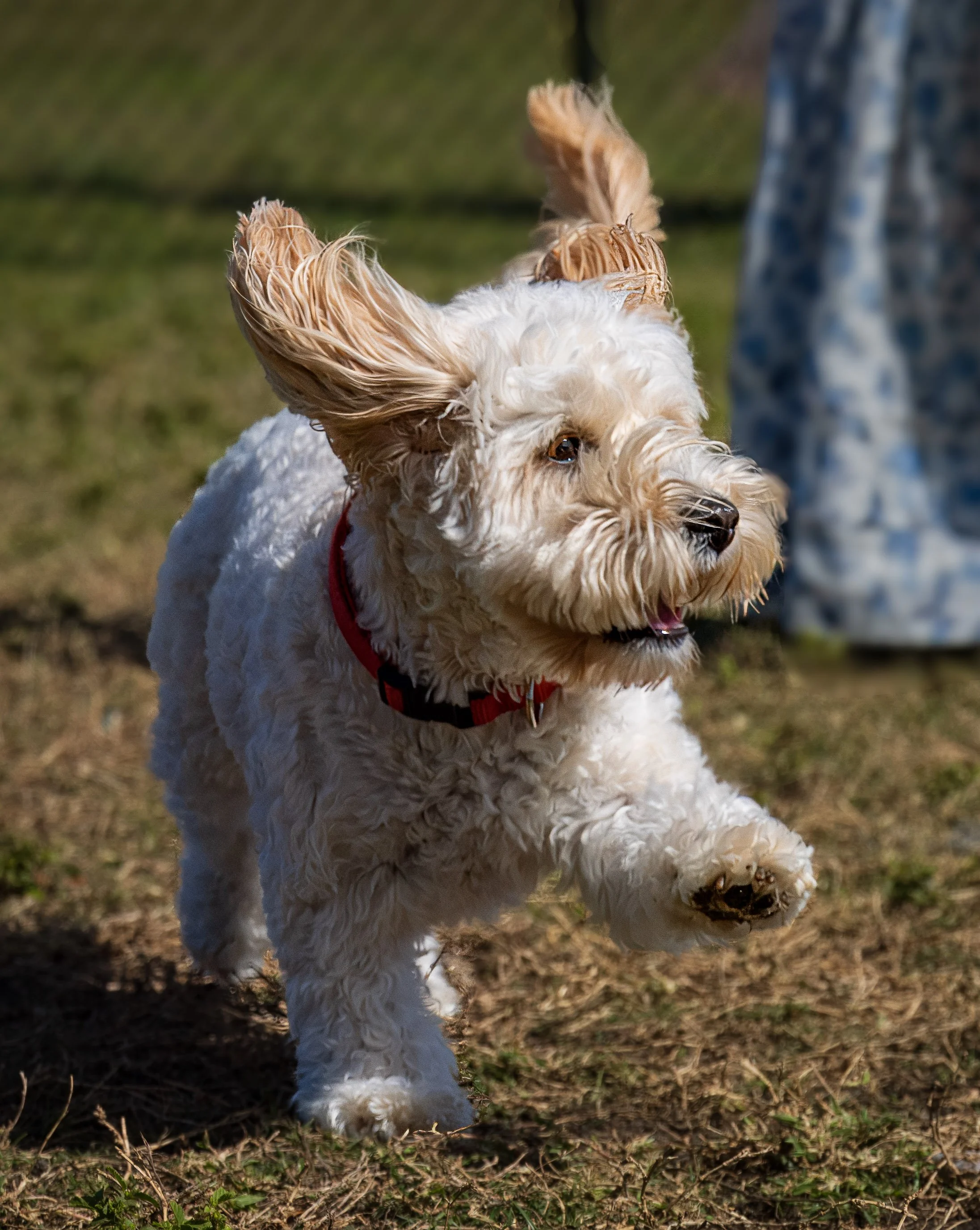 Duffy-1.jpg