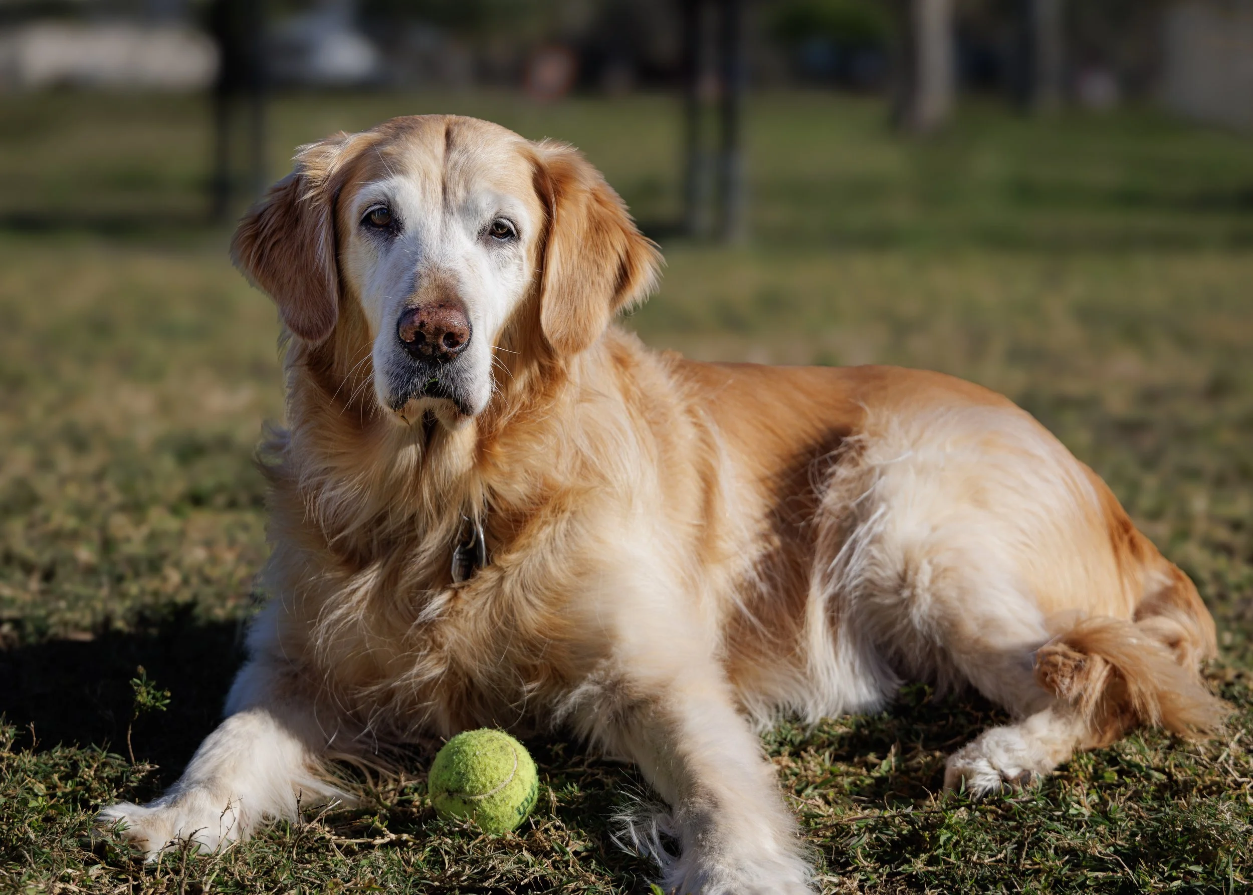Hailey-2.jpg