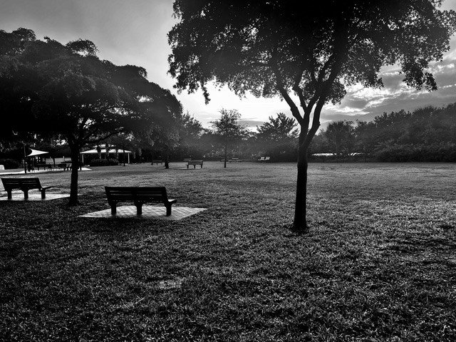 fog over the dog park.jpeg