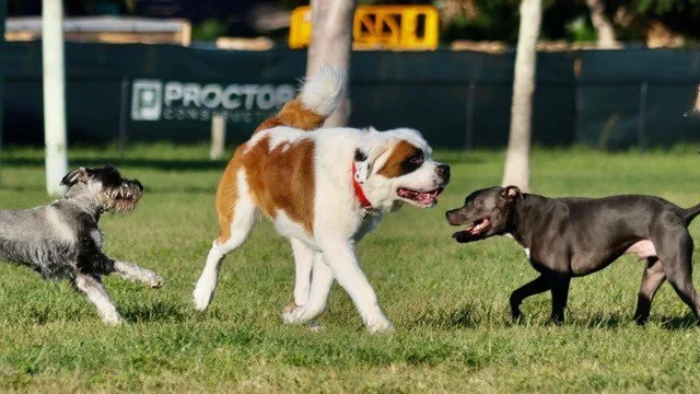 with St Bernard.jpeg