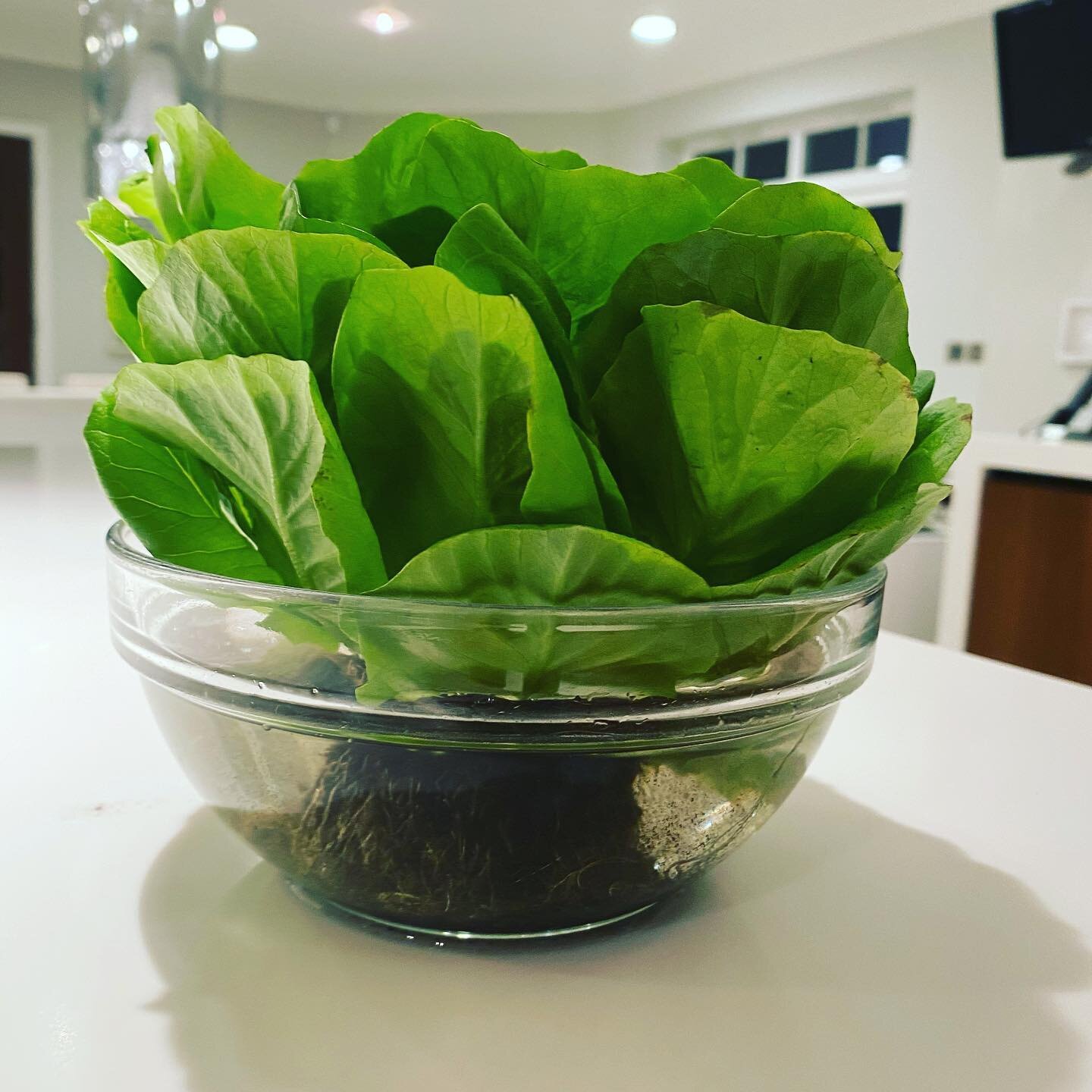 Living leaves. Sometimes things are too good to eat. I bought this organic lettuce complete with roots and could not bring myself to eat it, and so I put it in water on my counter and cherished it for a while longer. #nutritional #nutritionaltherapy 