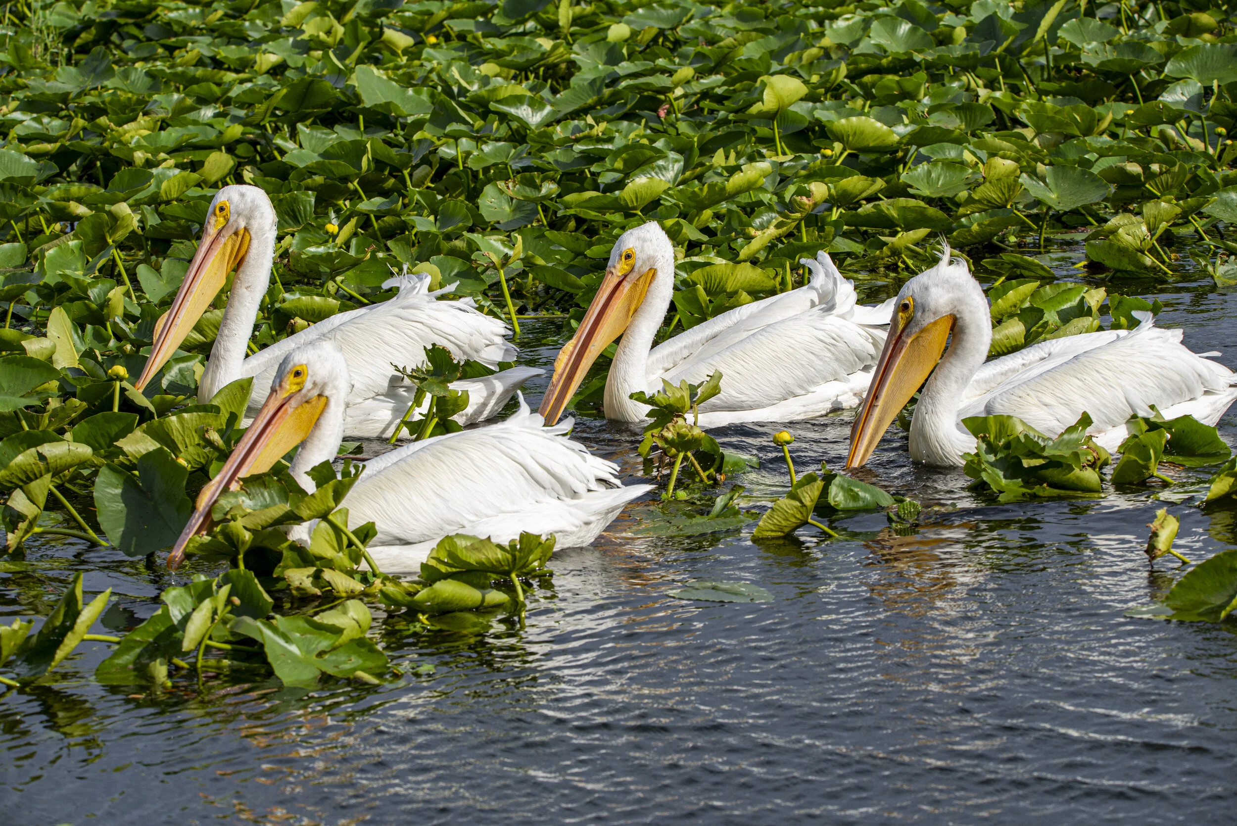 GettyImages-1057500046-f7e673d3a91546b0bd419c5d8336b2e0.jpg