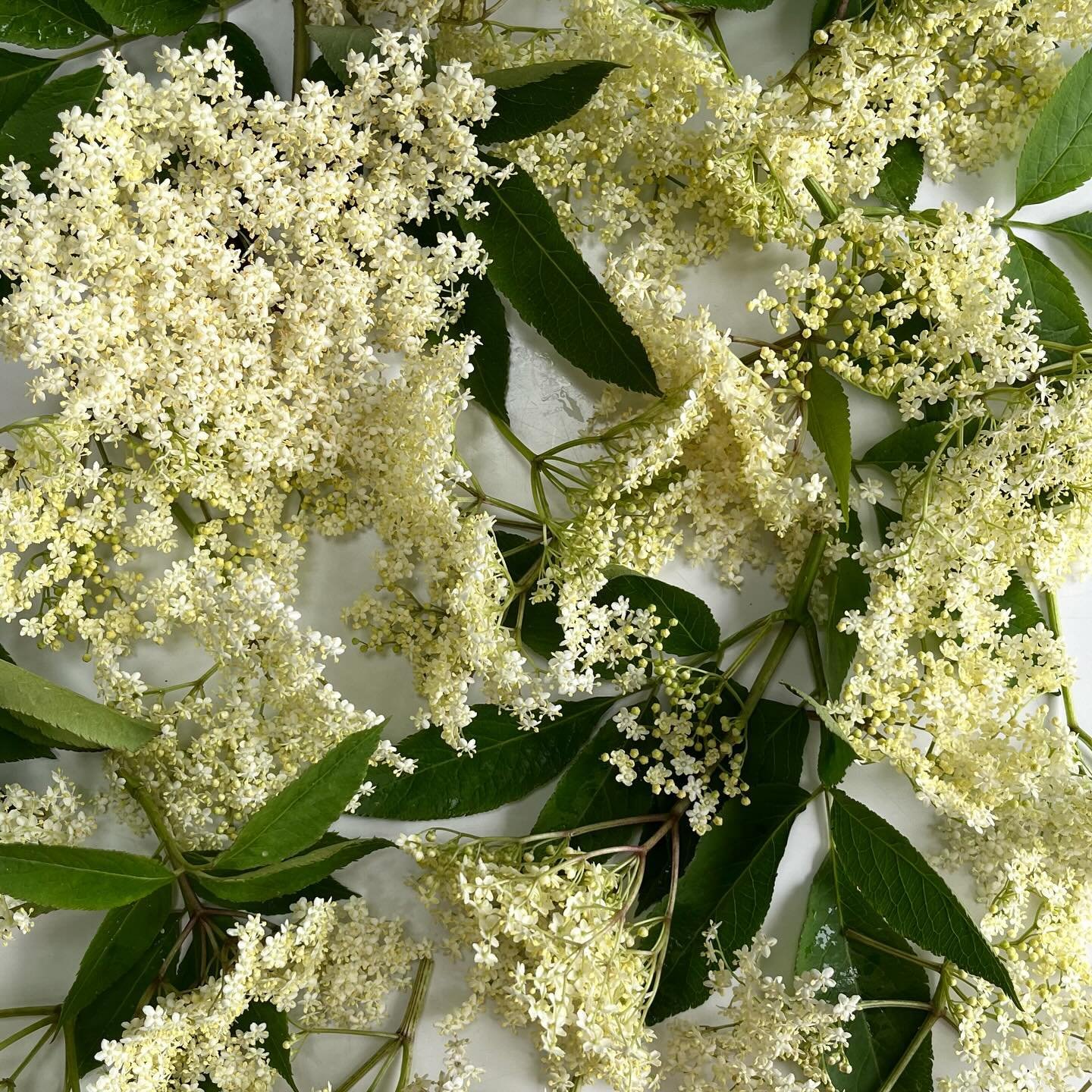 Time to forage elderflower !!
These were collected on the banks of the Thames this weekend ! 

I am looking for some ideas of what to make with them? 
.
.
.
#topdelish #foraging #elderflower #rawkitchen #cuillettesauvage #fleursdesureau #bestingredie