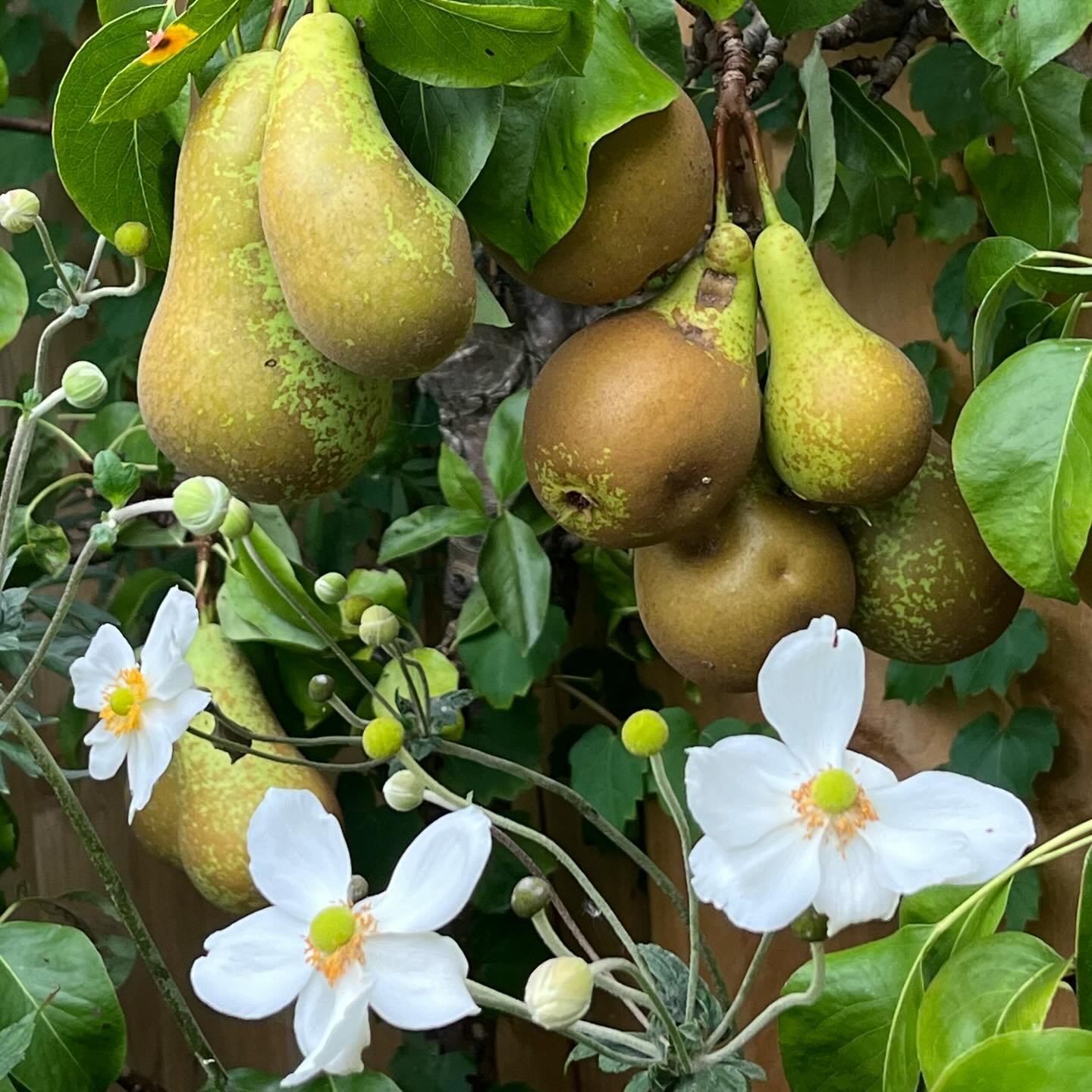 pears in my garden! 
.
.
.
#topdelish #autumn #autumnfruits #pear #anemone