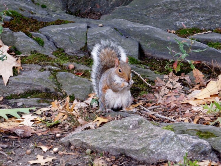 Catapult, 11/14/19: How Do You Count All the Squirrels in Central Park?