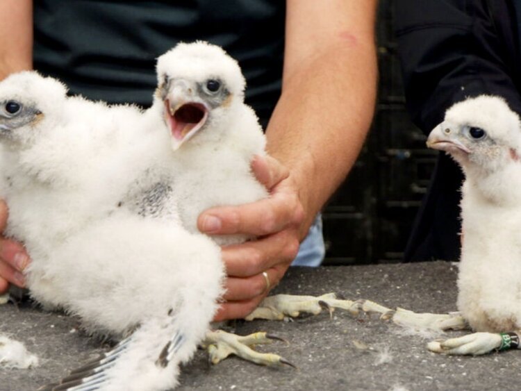 Catapult, 6/19/19: What New York City’s Most Famous Peregrine Falcons Taught Me About Parenting