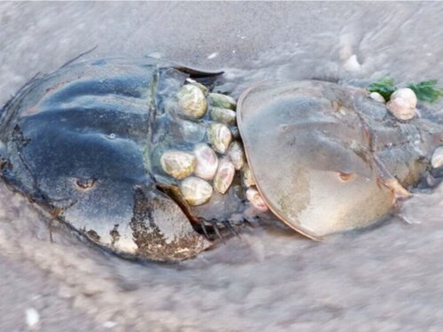 Catapult, 7/3/19: Horseshoe Crabs Have Survived All of History—and Remind Us How We Could Too