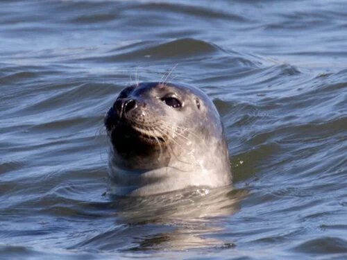 Catapult, 3/20/19: Why These Seals Left New York—and Why They Came Back