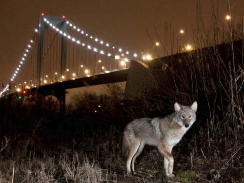 Catapult, 2/20/19: An Icon of the American Wilderness is Alive in the Bronx