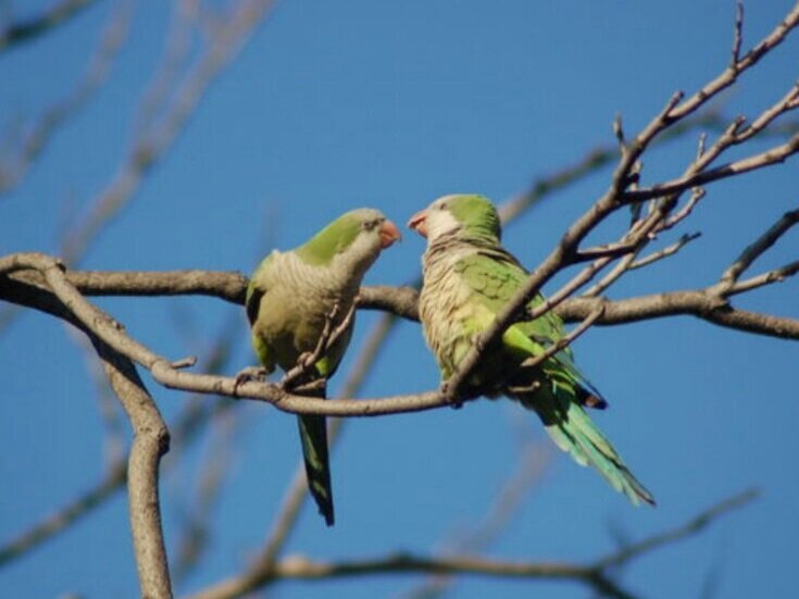 Catapult, 1/23/19: What These Immigrant Parakeets of Brooklyn Can Teach Us About City Life