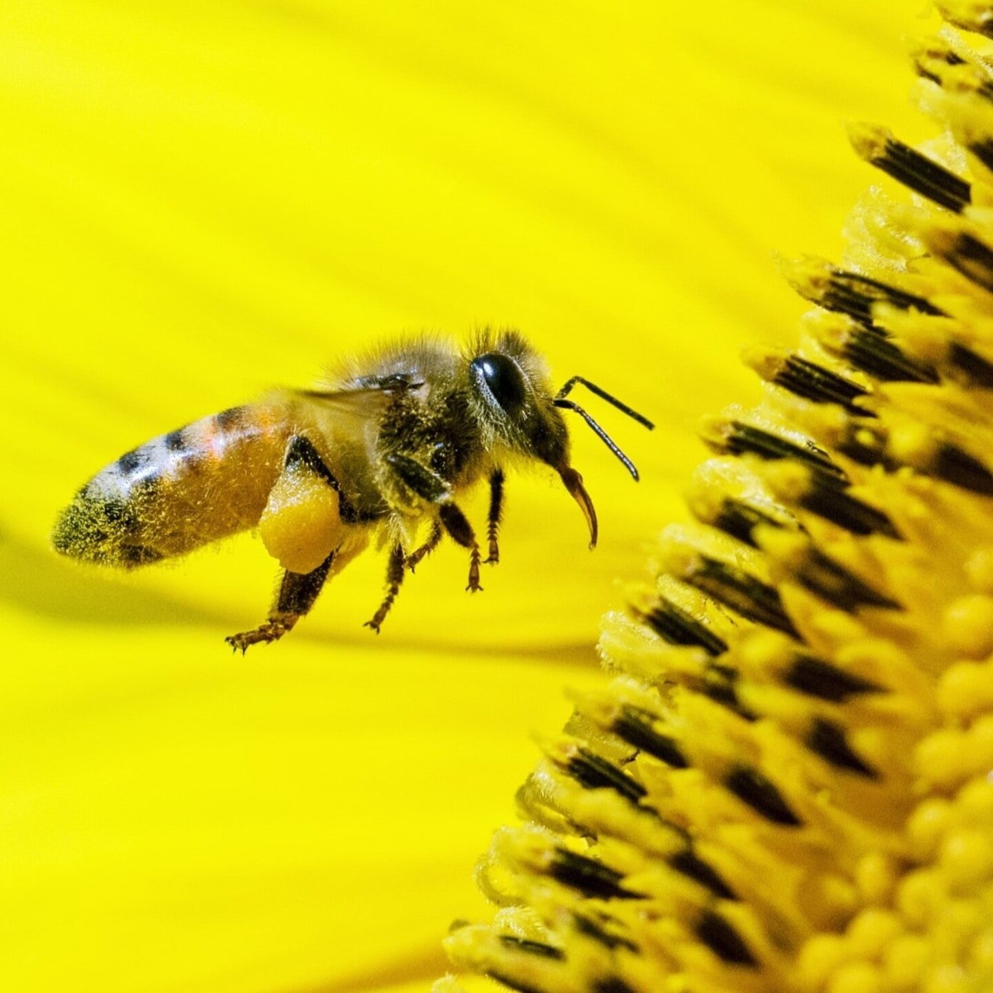 Salon, 7/8/07: Hives Among Us
