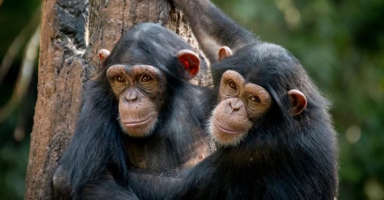 AFAR Magazine, 5/25/22: Is There Such a Thing as Ethical Animal Tourism?