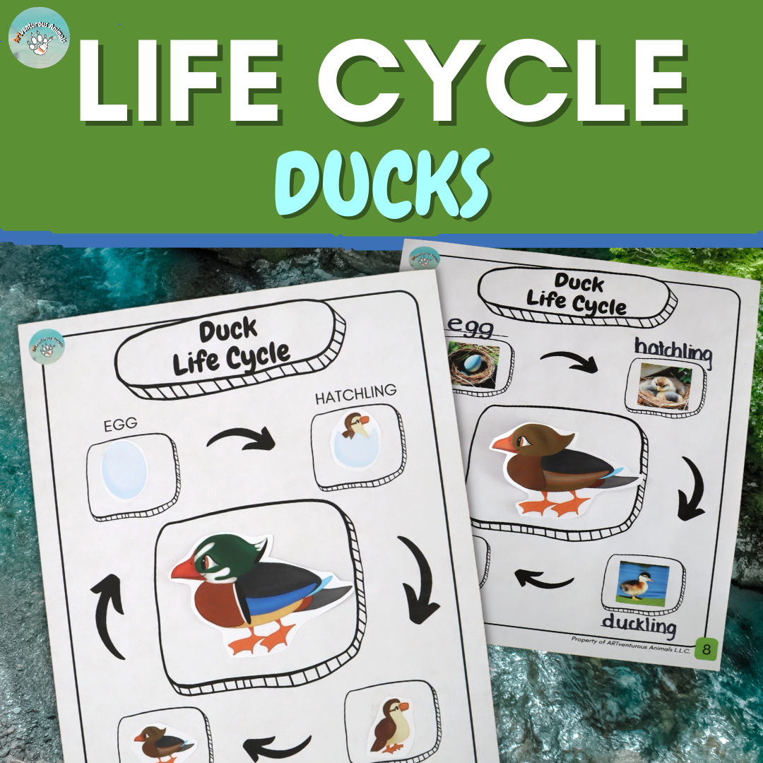 Life Cycle Freebie Cover.png