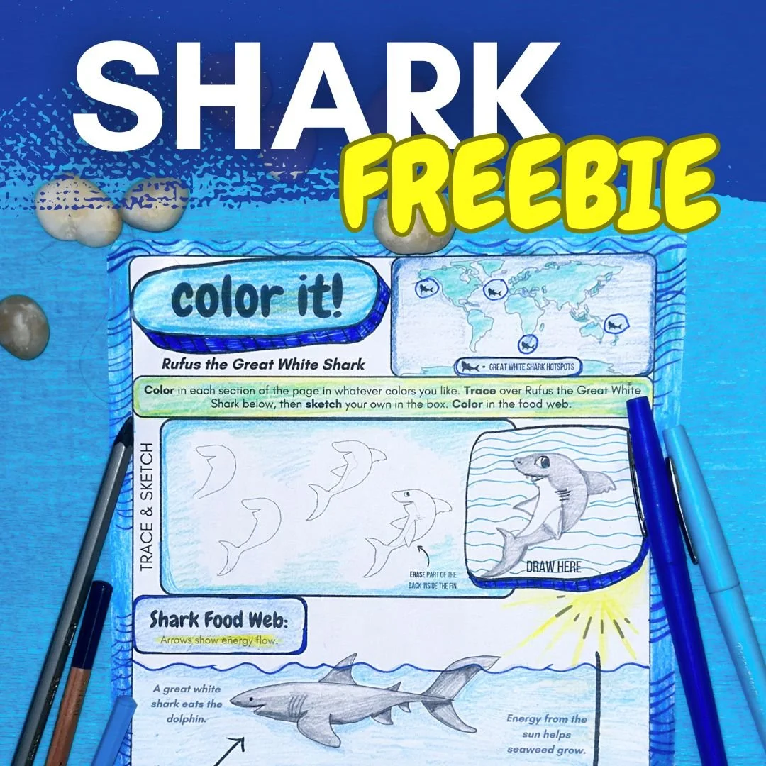 shark art worksheet