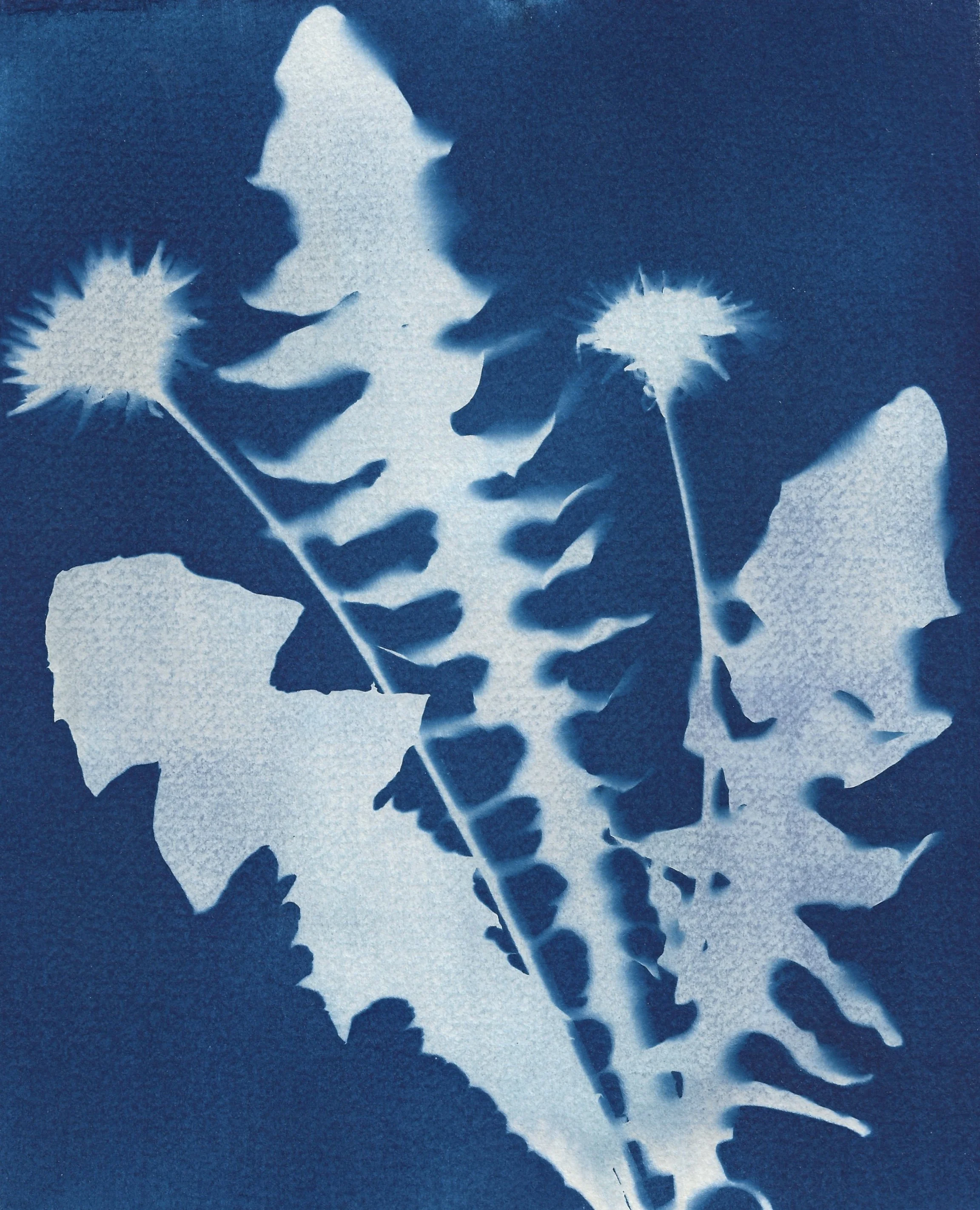 Naomi-Boiko-Cyanotype-02.jpg